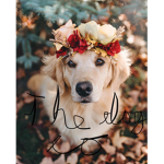 The dog co