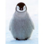 penguin love team
