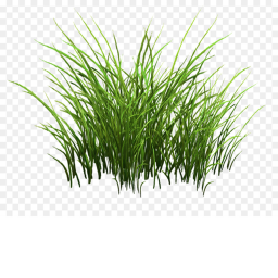 Touch the grass