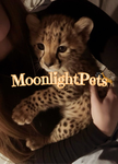 MoonlightPets