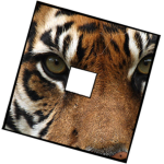 Love Tigers