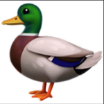 DUCKS IN THE HOUSE