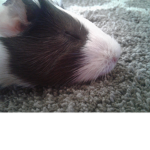 Guinea Pig Kingdom