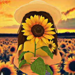 Sunset Sunflowers squad's game