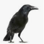 The Bird Association