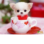 The little sparkk