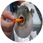 pufferfish