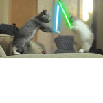 Lil cat gang