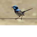 birds are cool/the best