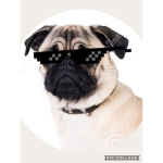 ProfessorPug Fan Group