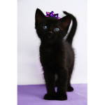 Catlady fan group