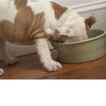 Dats Cans And Dog Fans