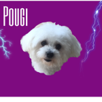 dogi