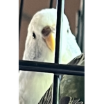 THE ROBUX ANIMALS