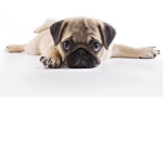 pugssssssss