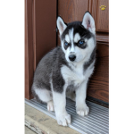 Husky’s Clothing Store