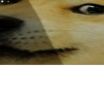 doge my guy