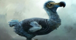 The Do Do Birds