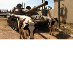 cow army of america