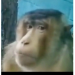 monkeys are coool
