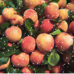 Frui7y fellows