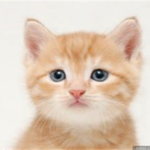 The Cat Minigames