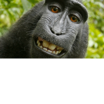 Sad Monkey ned money