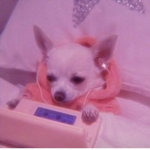 ~Cute Animal Cult~