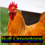 *()*Buff Orpingtons*()*