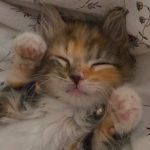 Meoww <3