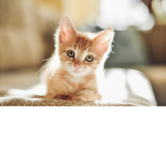 The kitty club!!!!