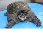 turtle necksels