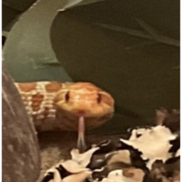 Mango Obby