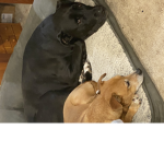 dog i m a ge
