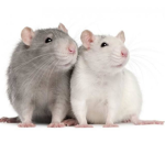 Super Rat Gang