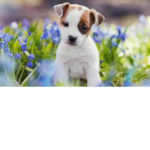 Dogs Fans <3