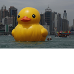 Duck squad #rubberduck