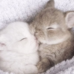 snoozefu