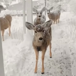 'bambi xo