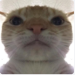 Kitty Donate