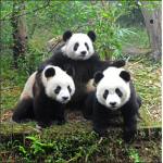 Panda Expeditions