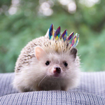 $hedgehogs