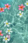 Sandra’s flower