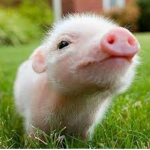 Piggy Luv Group! <3
