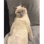 Cute kitties :)