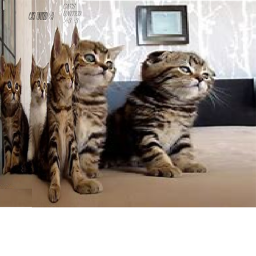 Cat's United