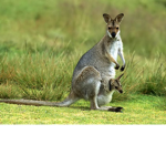 Australian are free