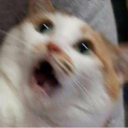cat meme Roblox decal