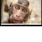 Wild Monkey and Stuffed animal monkeys 2