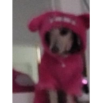 pink poisonn